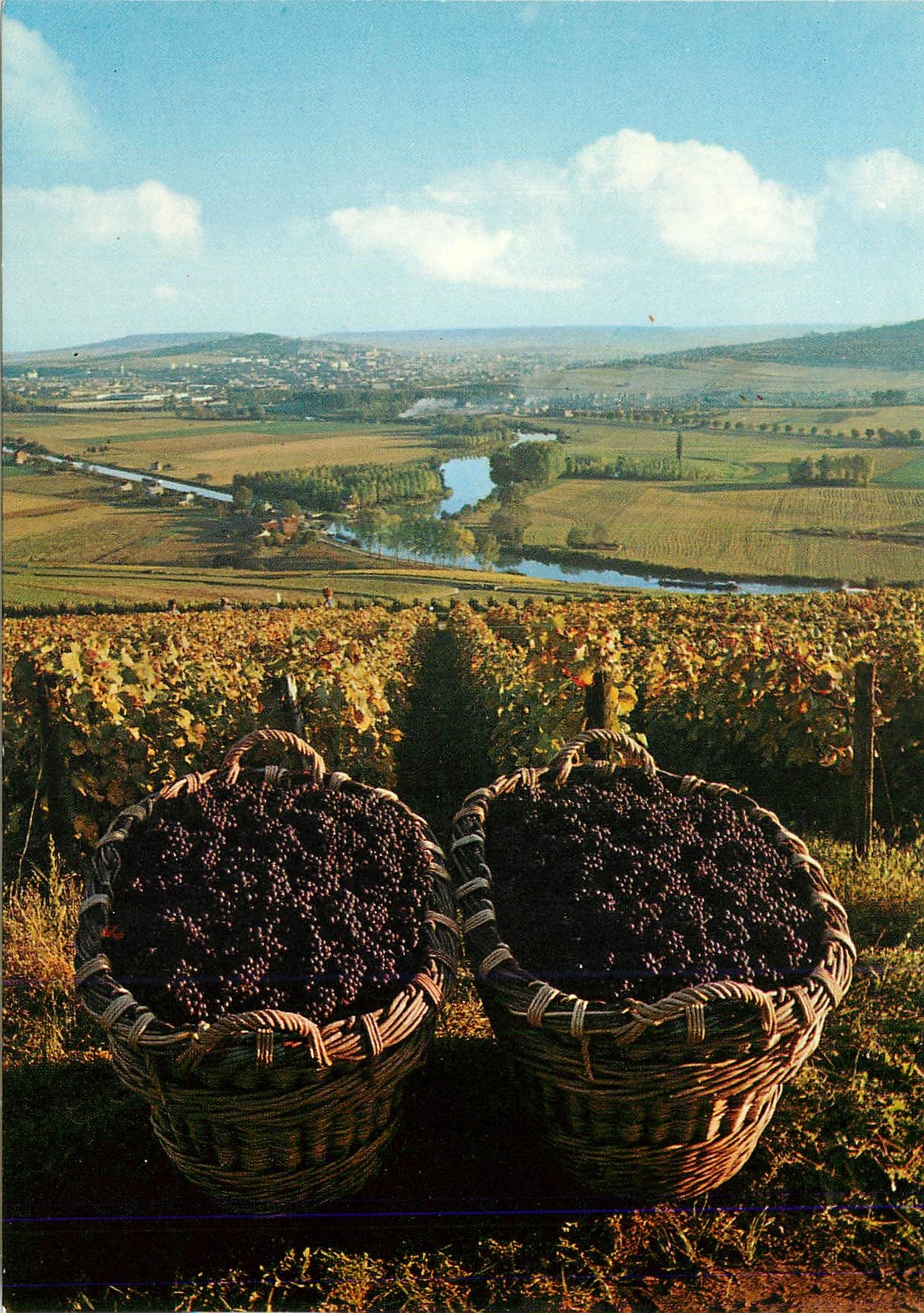 CPM Paysages Champenois Vallee de la Marne a l epoque des vendanges 