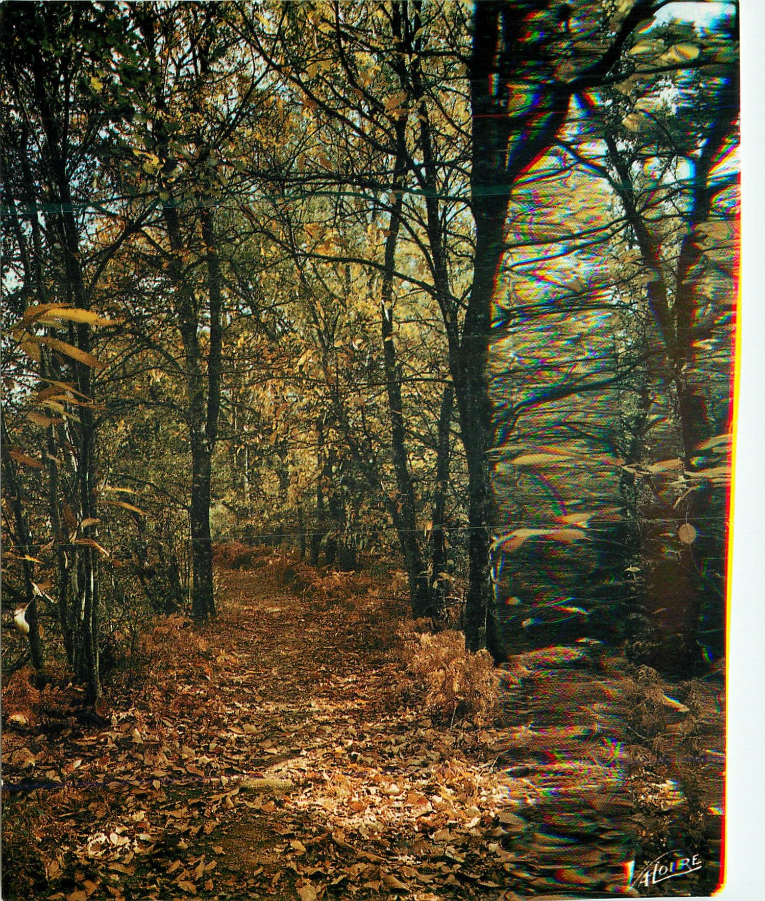 CPM En Sologne Sous bois en automne 