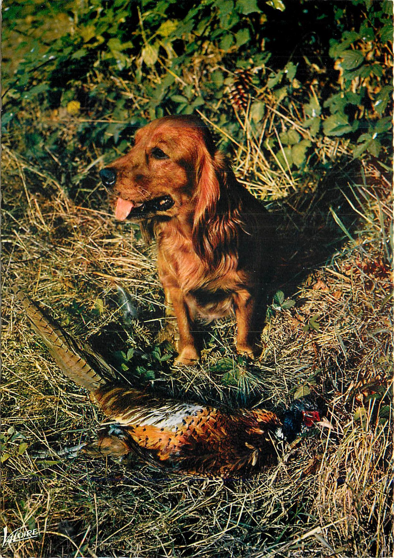 CPM En Sologne Il attend sa recompense Chien Perdrix Chasse