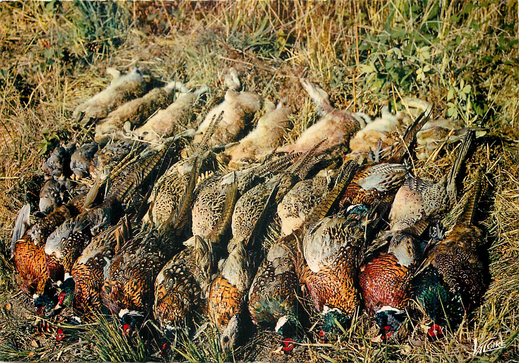 CPM En Sologne Tableauy de chasse A combien de fusils 