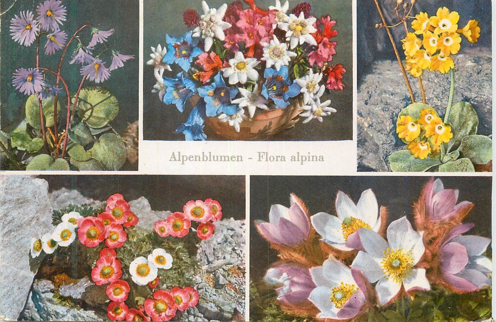 CPM Soldanella Enzian Alpenrose und Edelweiss 