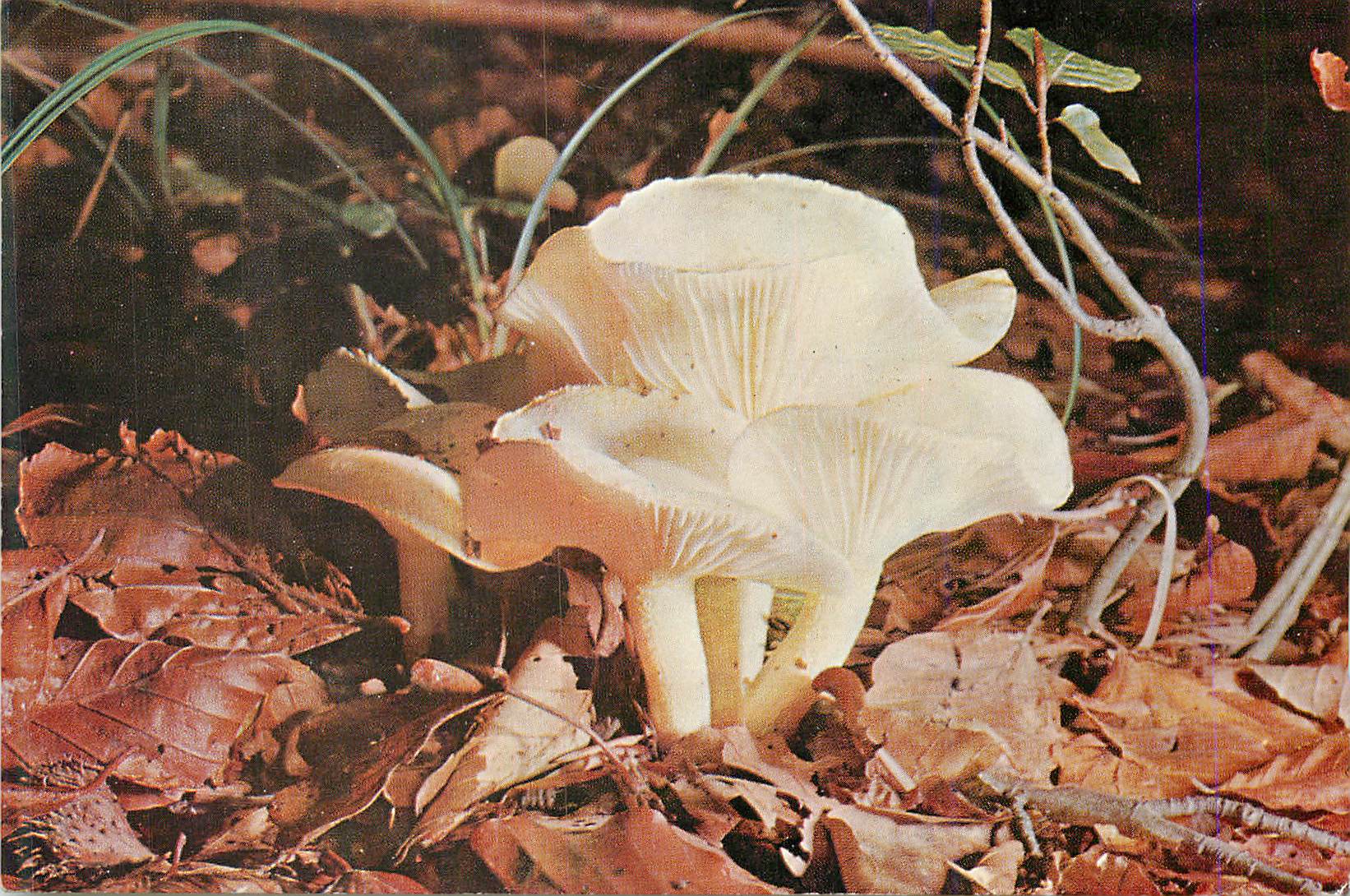CPM Hygrophorus eburneus Champignon