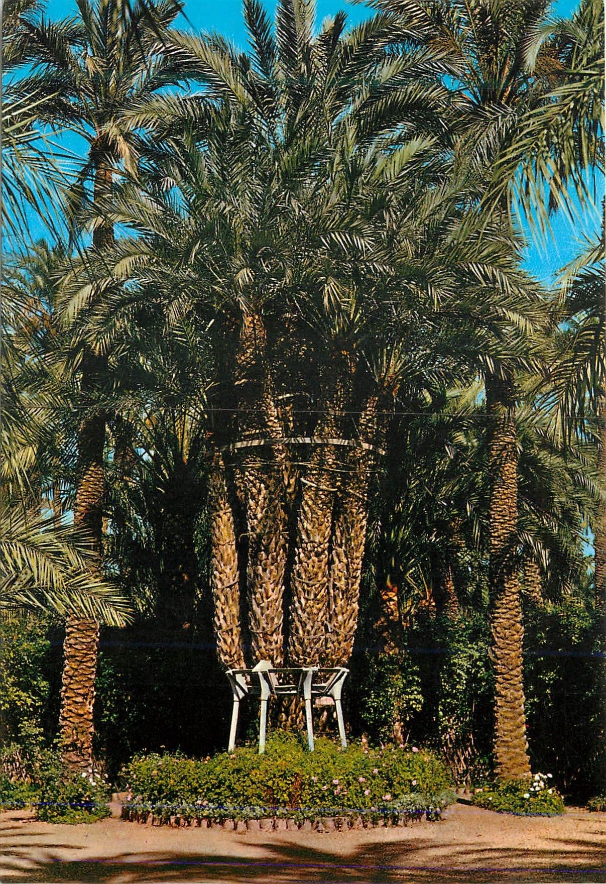 CPM Elche Verger du Cure Le Palmier Imperial des huit bras 