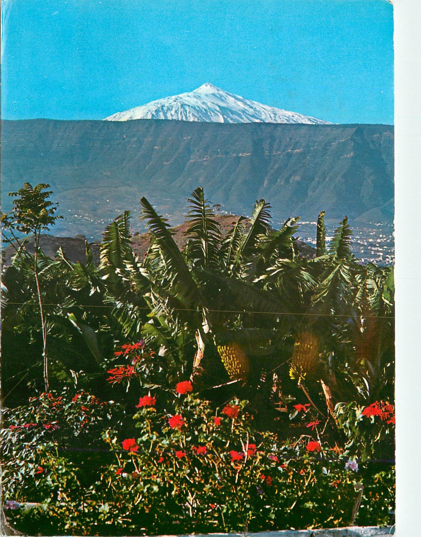 CPM Tenerife Plantage de Bananas et Raide au fond 