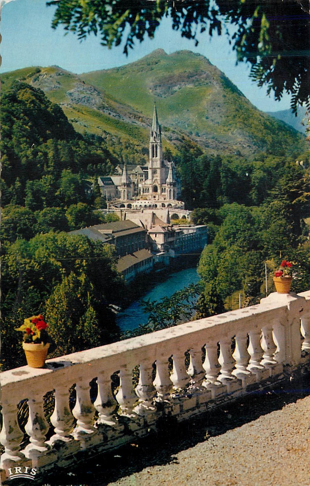 CPM Lourdes La Basilique et le Gave 