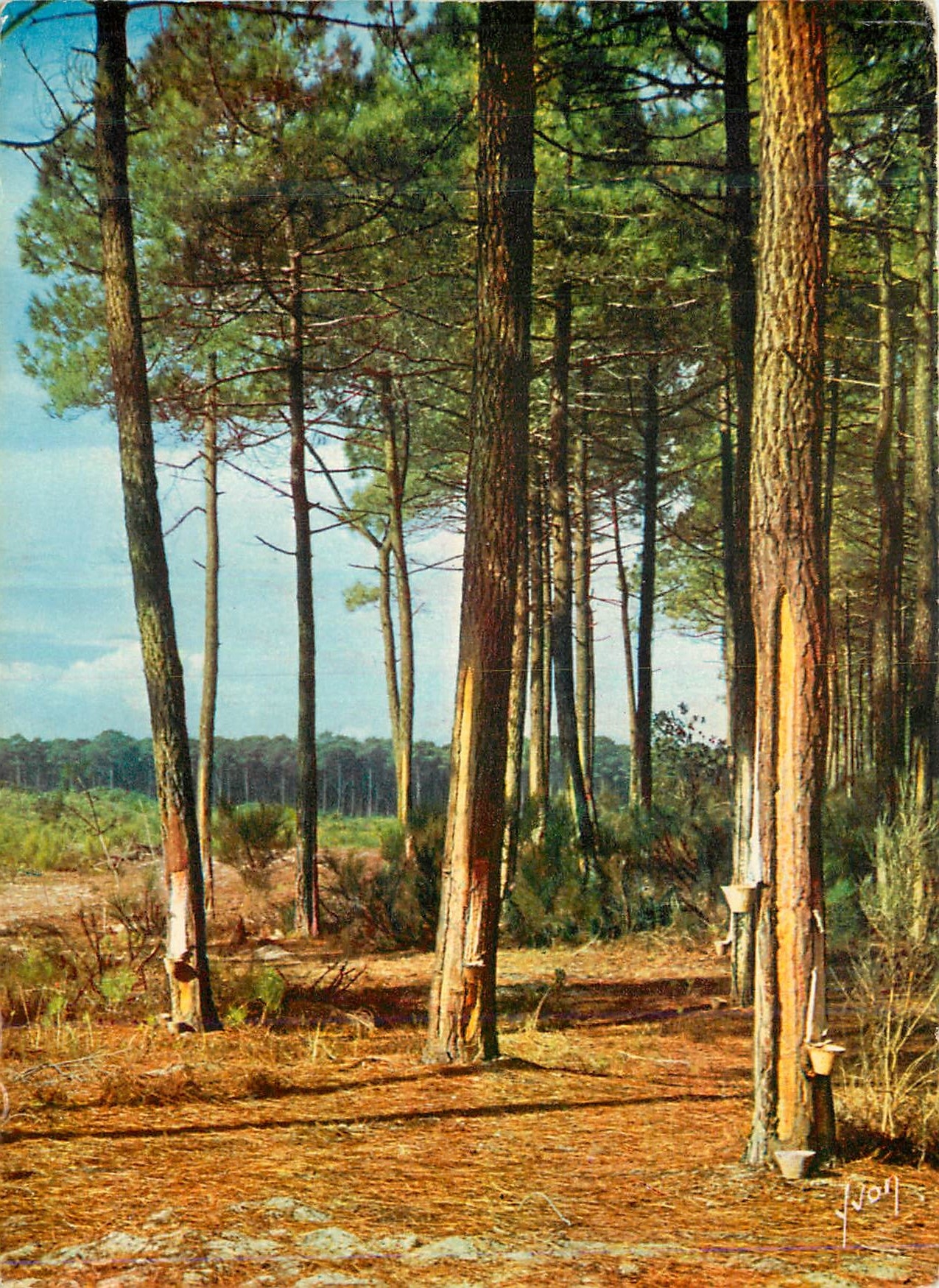 CPM Couleurs et lumiere de France A l oree de la foret de pins 