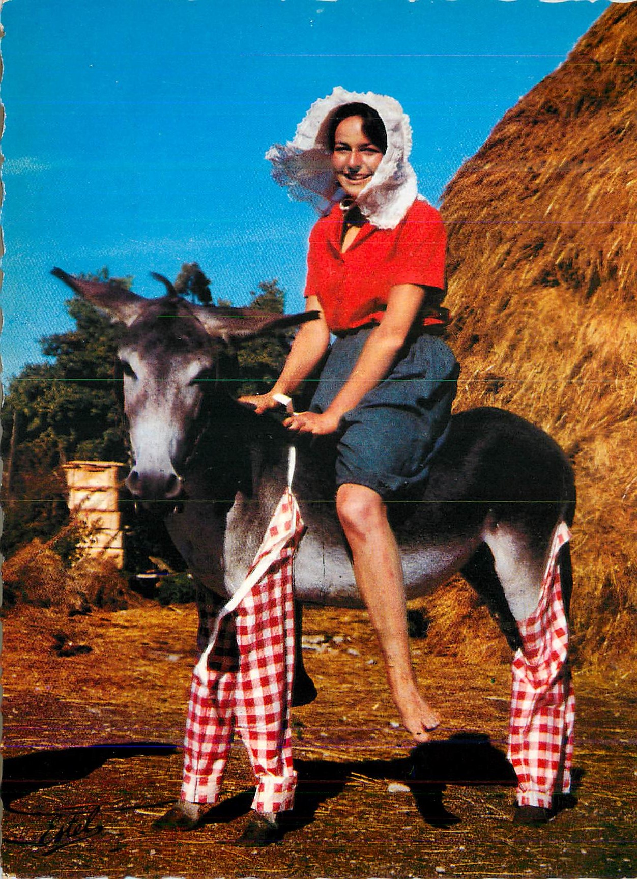 CPM Ane en culotte Donkey