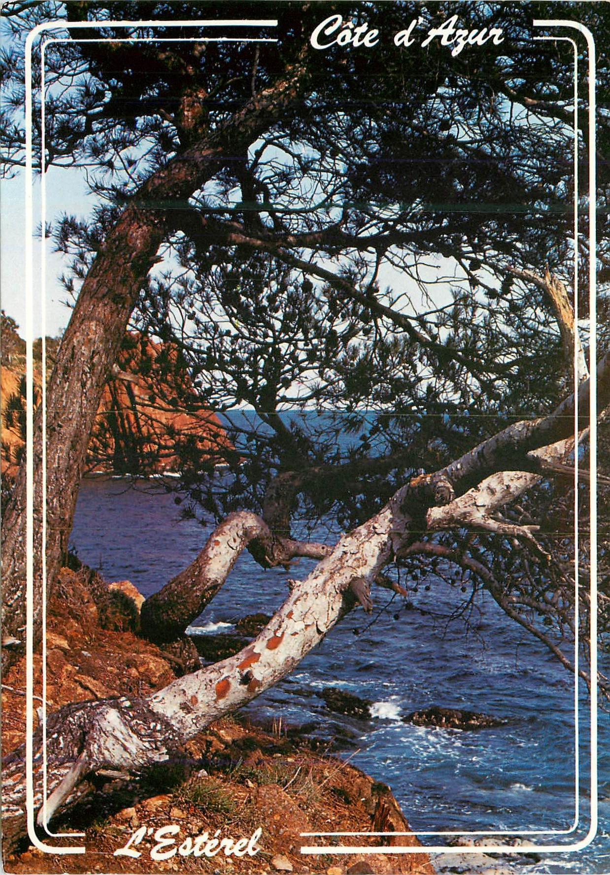 CPM La Cote d Azur Site Merveilleux de l Esterel 