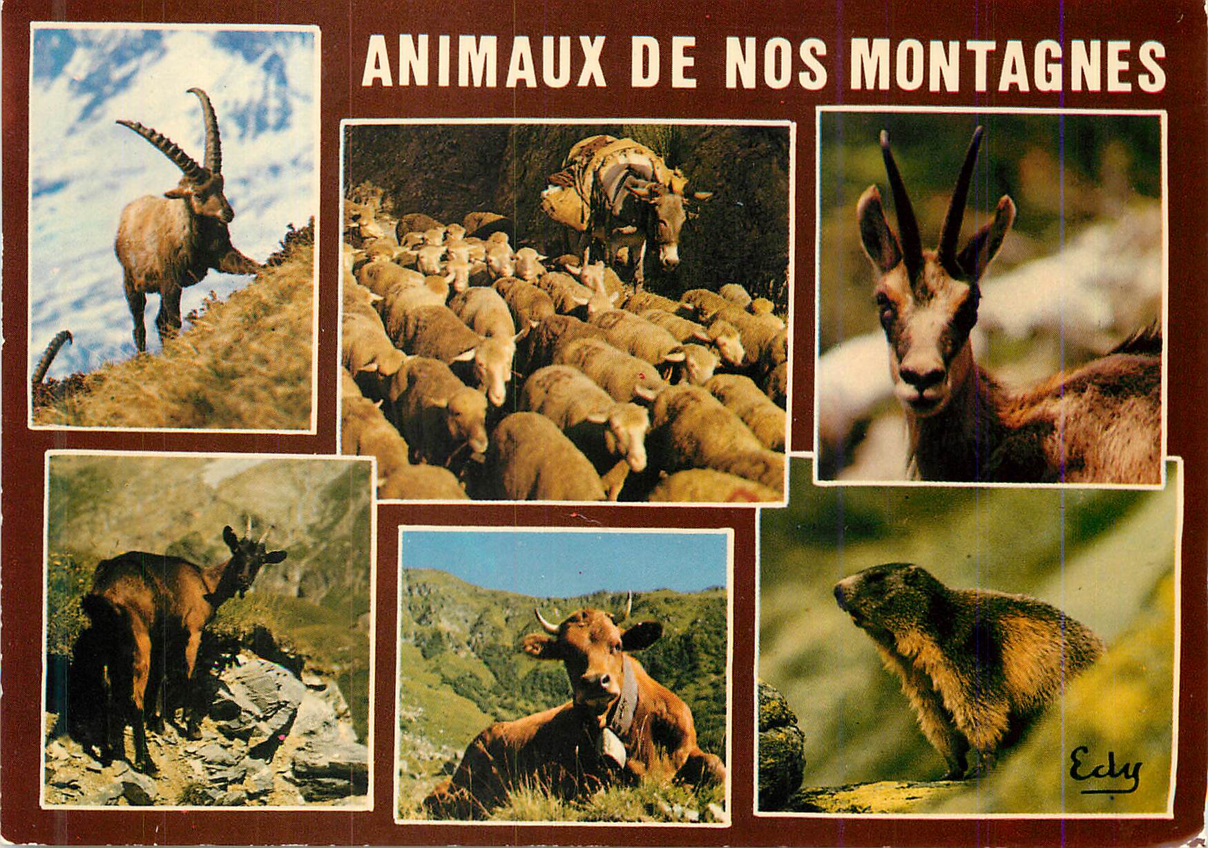 CPM Animaux de nos Montagnes Le Bouquetin troupeau de moutons et son ane chamois chevre vachet et marmotte