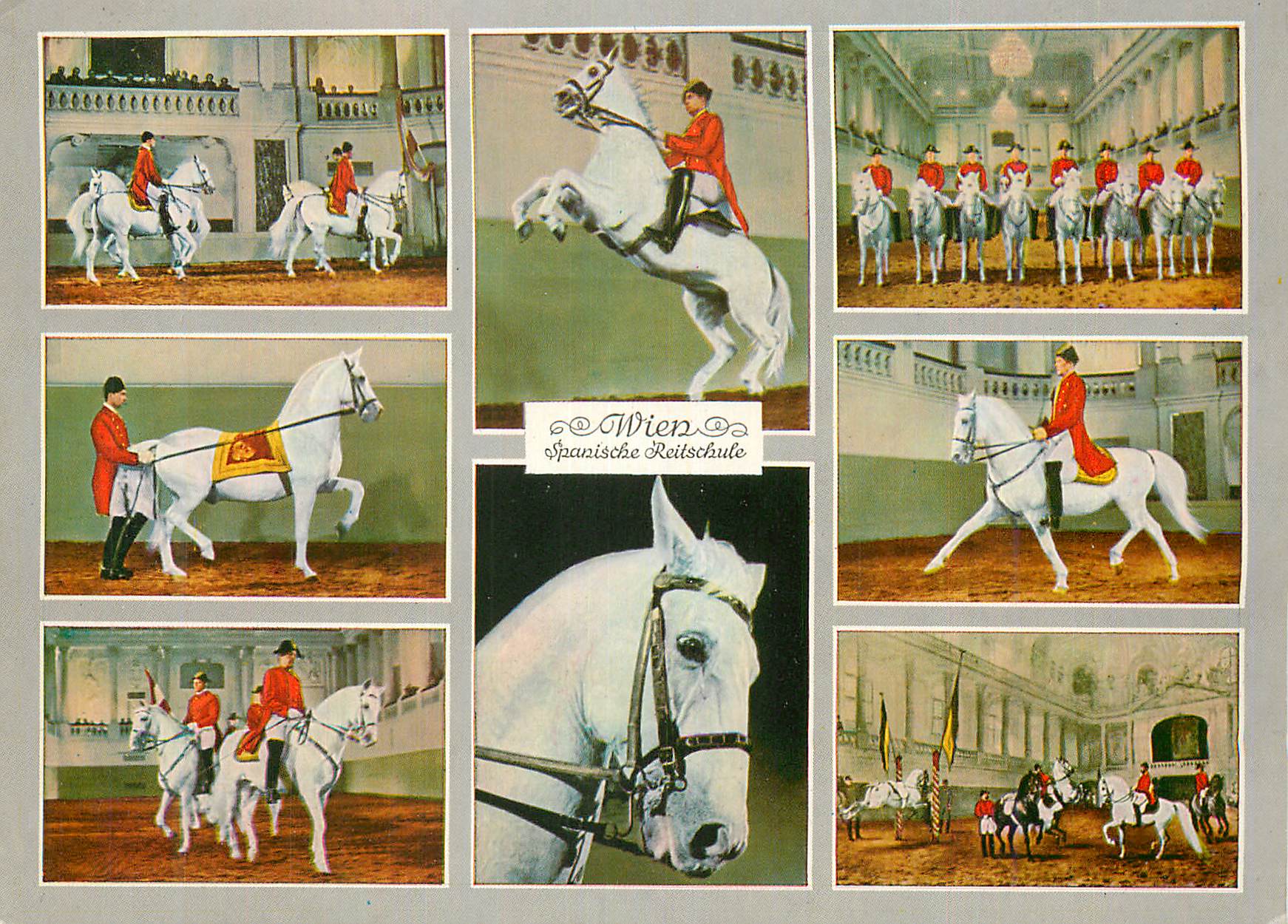 CPM Vienne Ecole de l'Equitation Espagnole Chevaux Hippisme