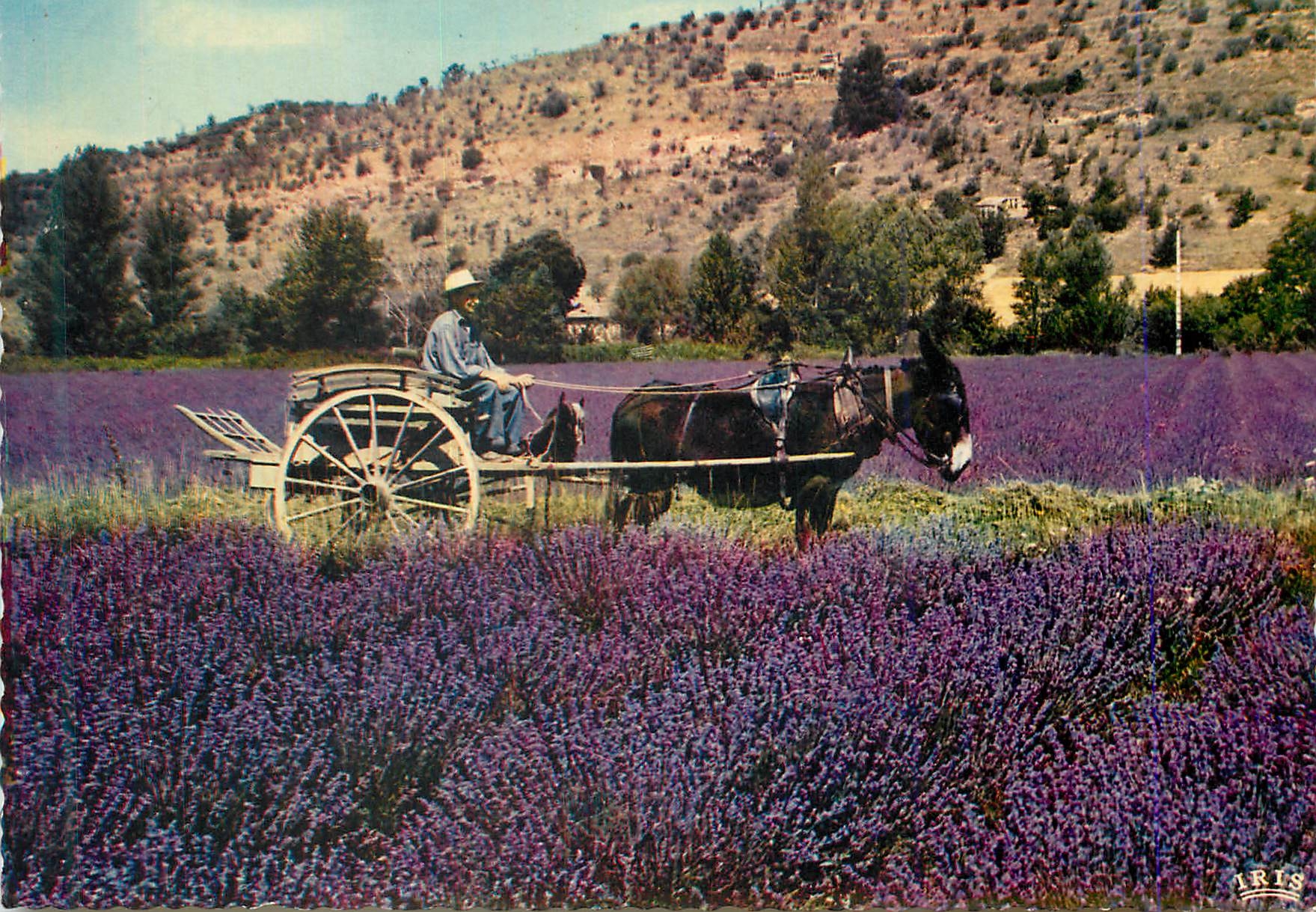 CPM Reflets de la Cote D'Azur Au Pays de la Lavande La Campagne Provencale en Floraison Ane Donkey