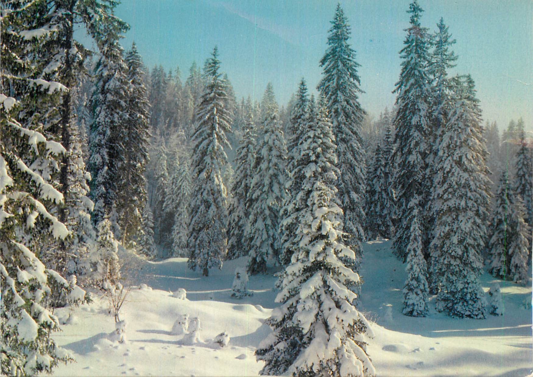 CPM Le Haut Jura en Hiver Environs des Rousses La Foret Enneigee