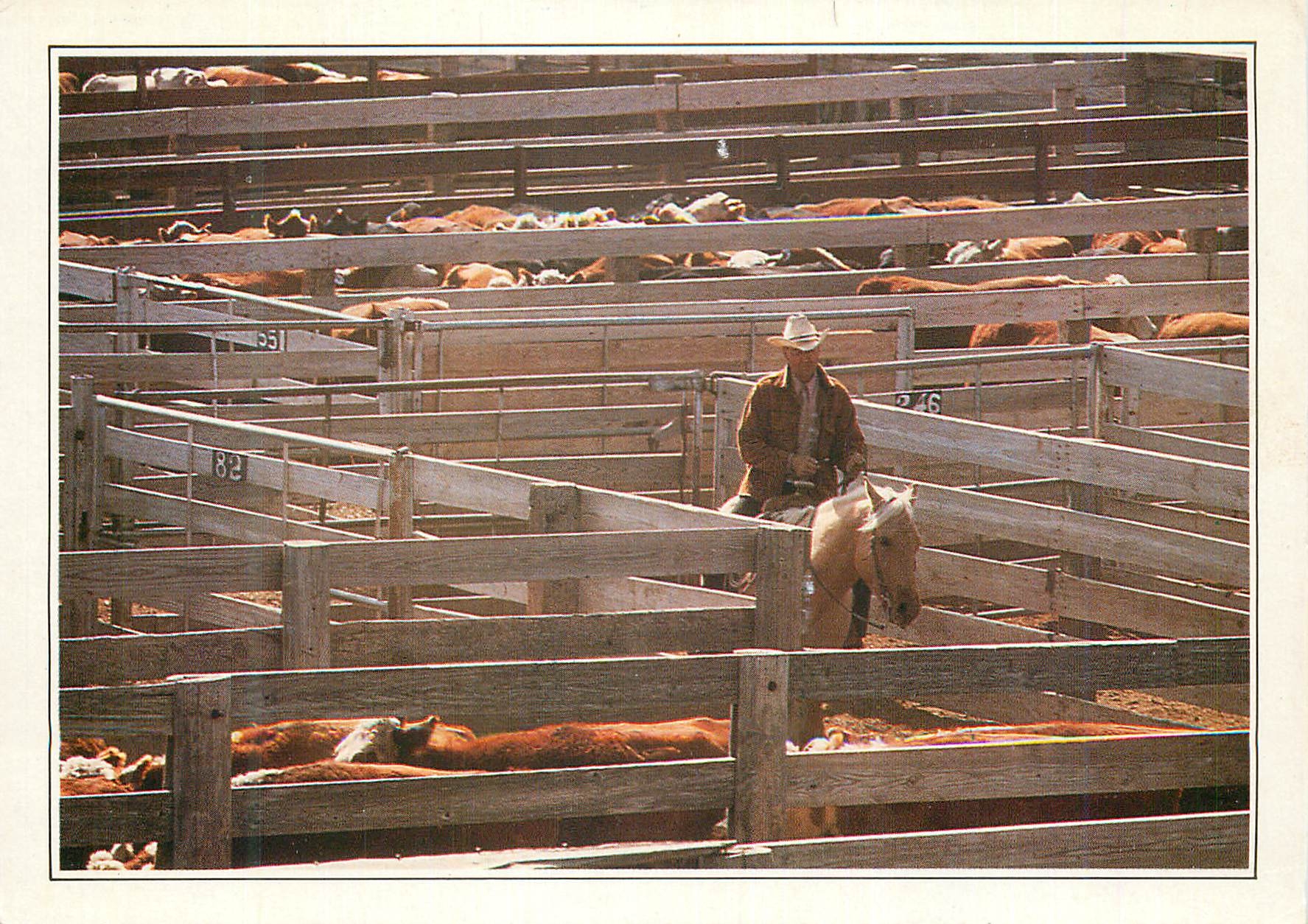 CPM Amarillo Cattle in the Corral Au Nord du Texas