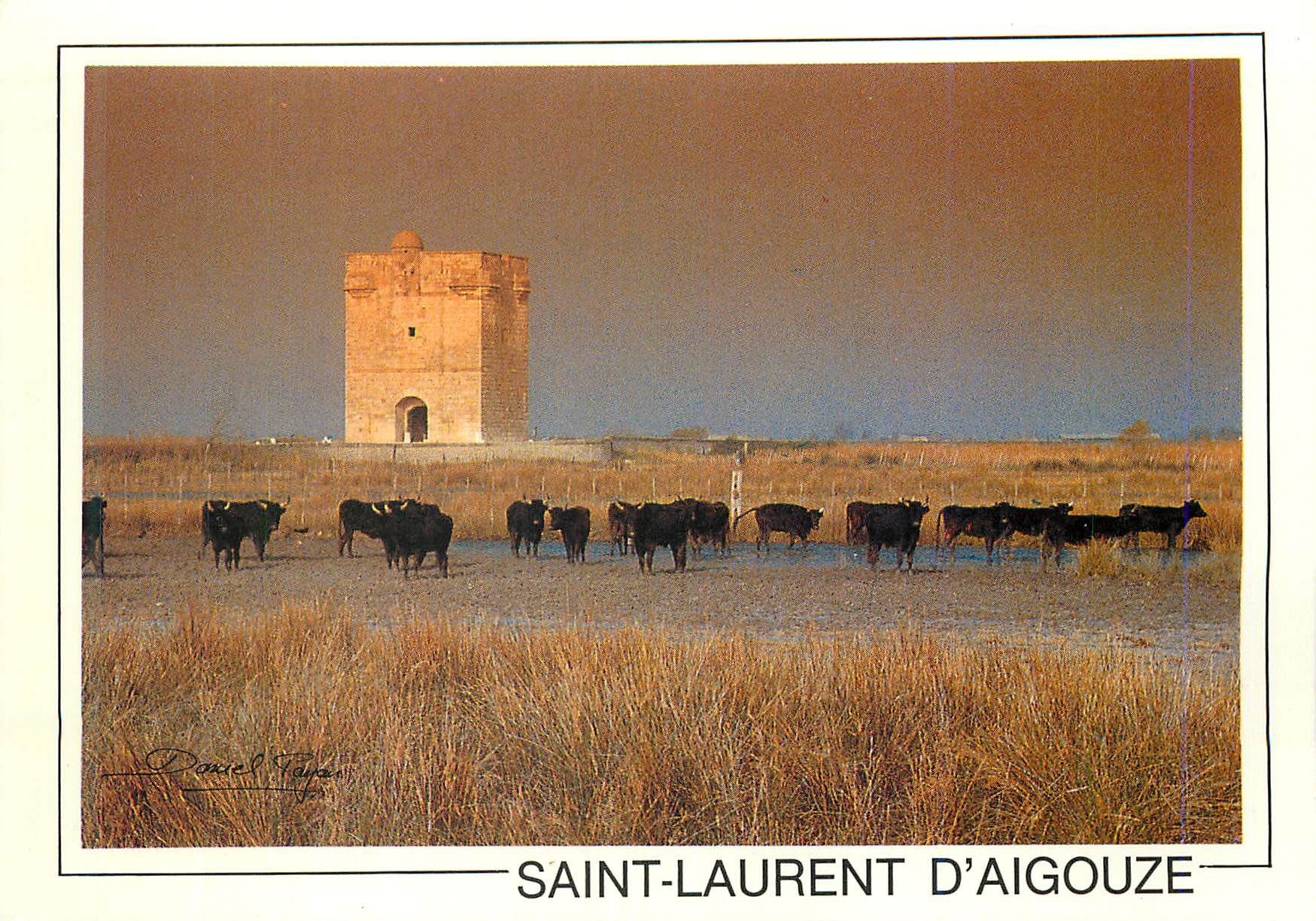 CPM Saint Laurent D'Aigouze La Tour Carbonniere Ancien Poste de Veille Taureaux
