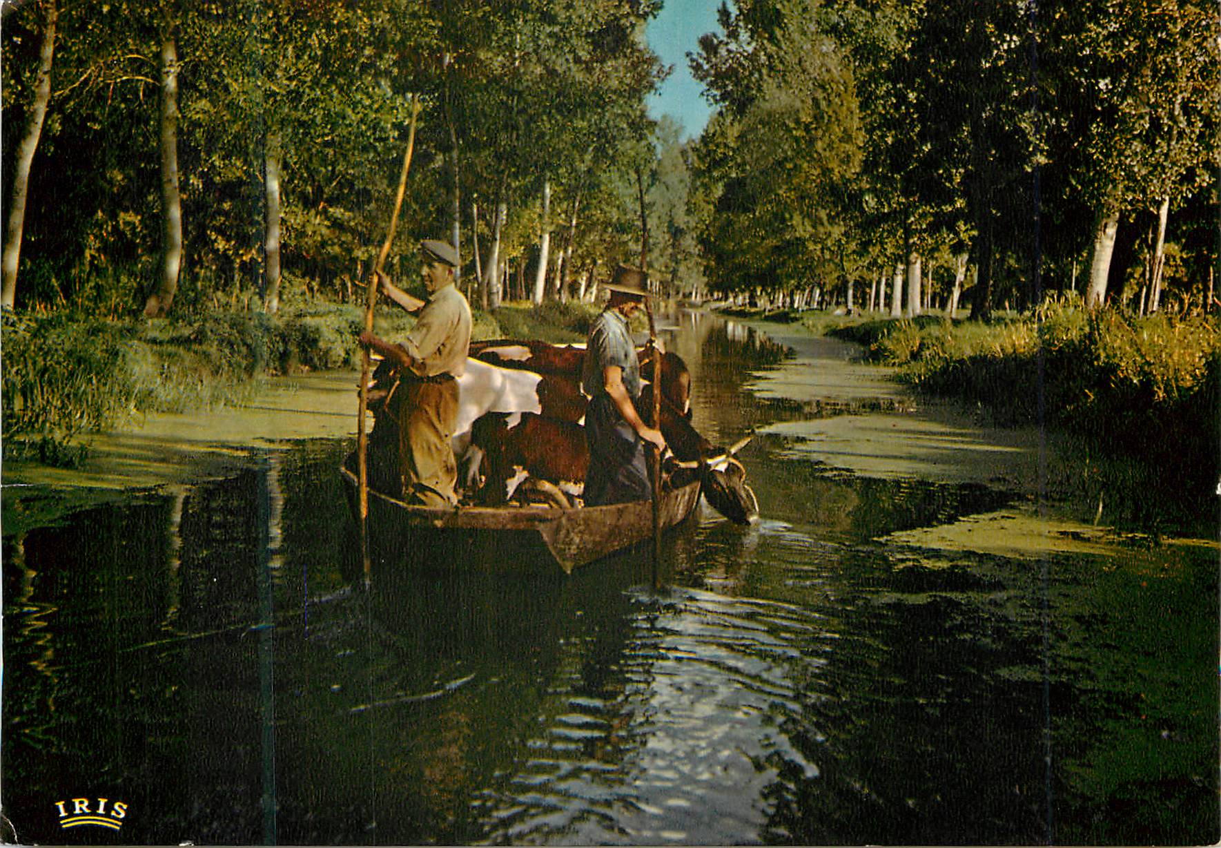 Marais Poitevin — Cathédrale de Verdure, transport d'animaux aux pâturages par une route d'eau — Éditions CAP THEOJAC
