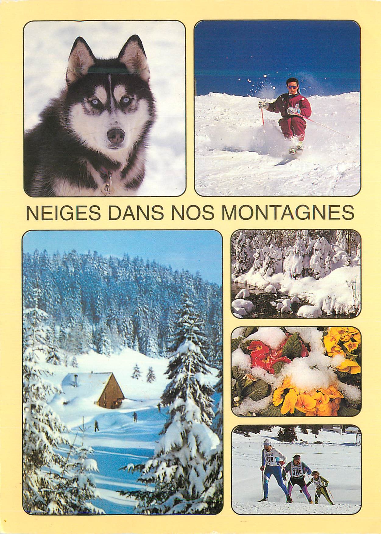 CPM Neiges dans Nos Montagnes L'Hiver dans nos Montagnes Chien Ski