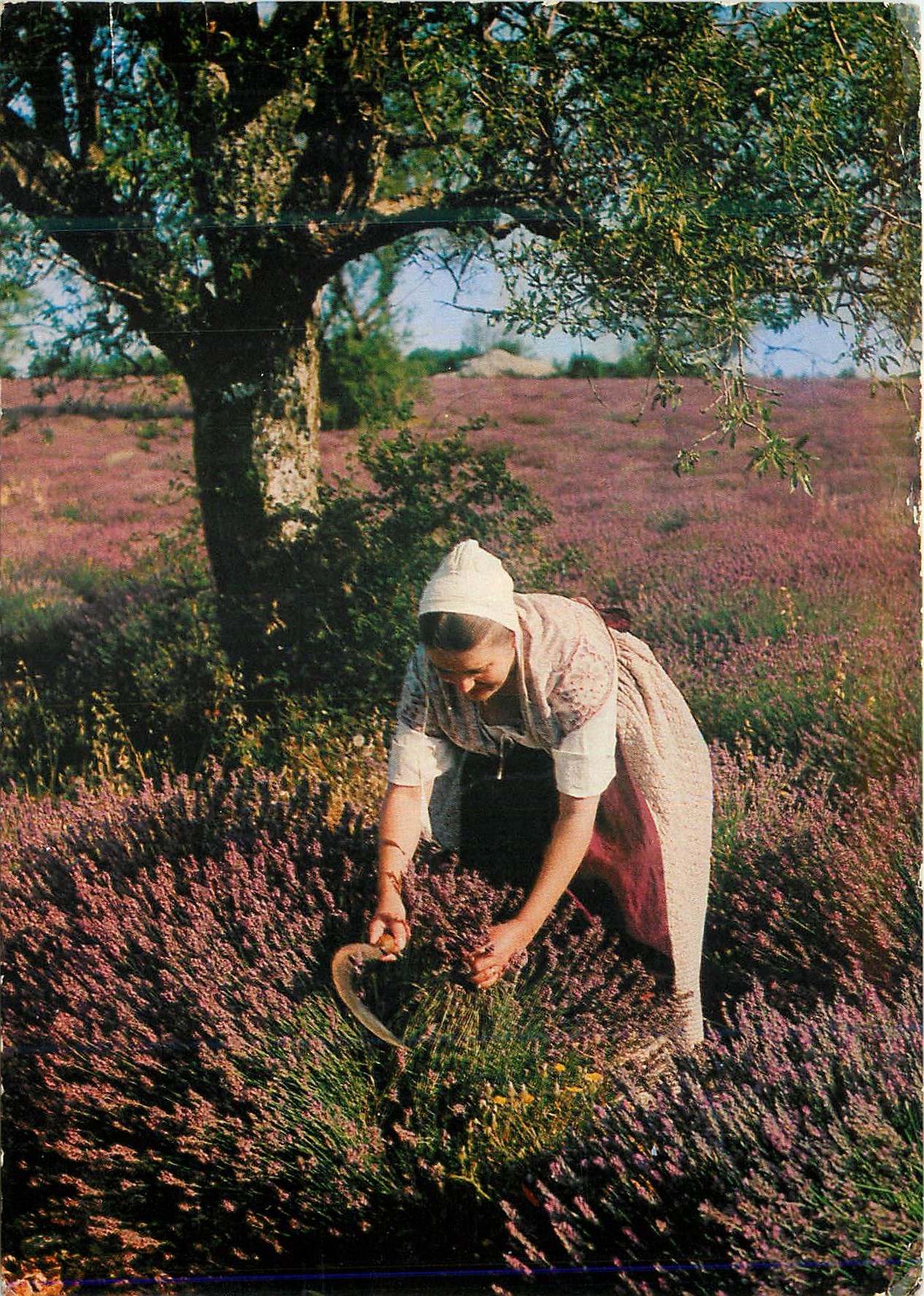 CPM Les Belles Images de Provence Cueillette de la Lavande Folklore