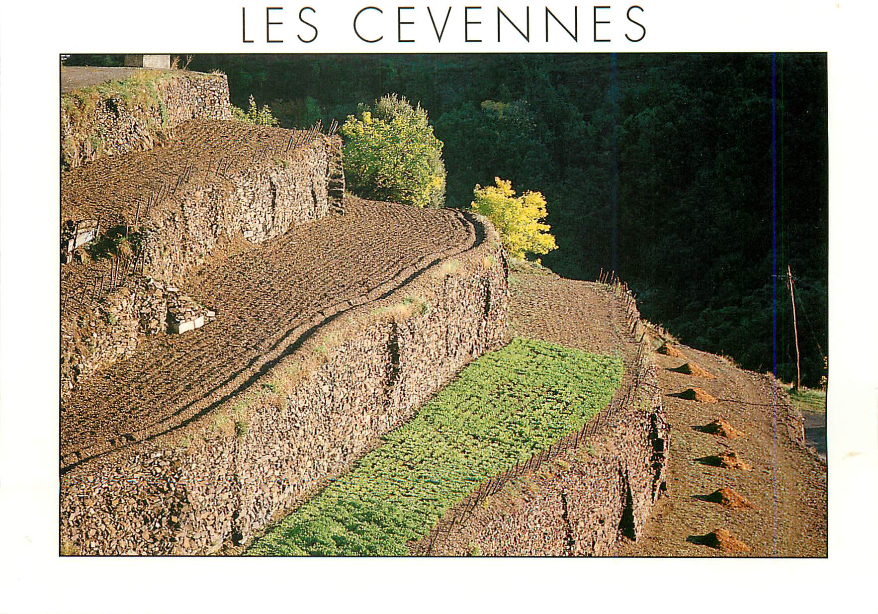 CPM Les Cevennes Faissa ou Bancel Culture en Terrasse