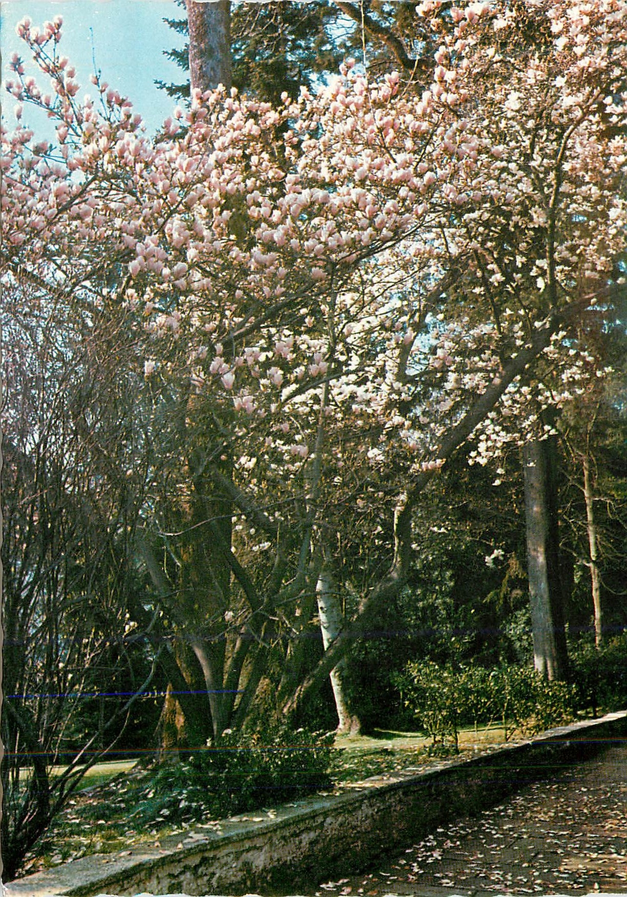 CPM Giardini Dell'Isola Madre (Lago Maggiore)