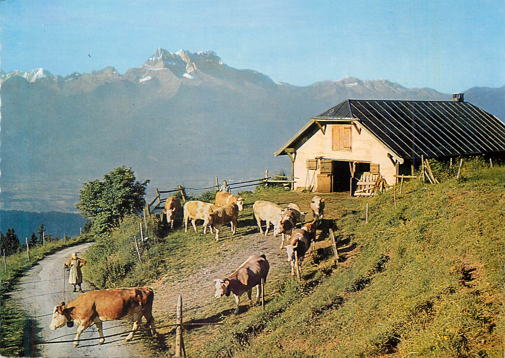 CPM Leysin (1400 m) Sur L'alpage Vaches