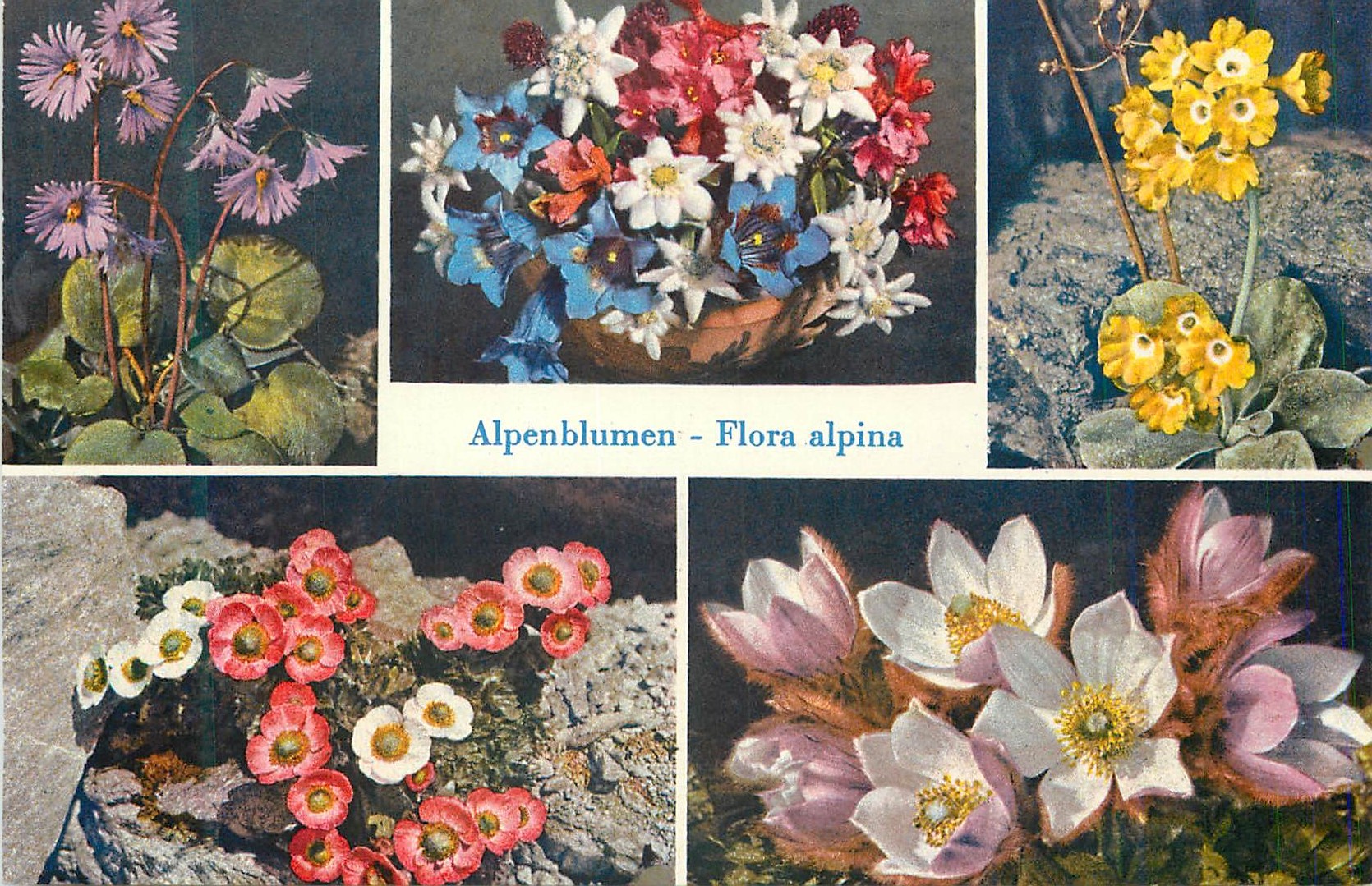 CPM Alpenblumen Flora Alpina