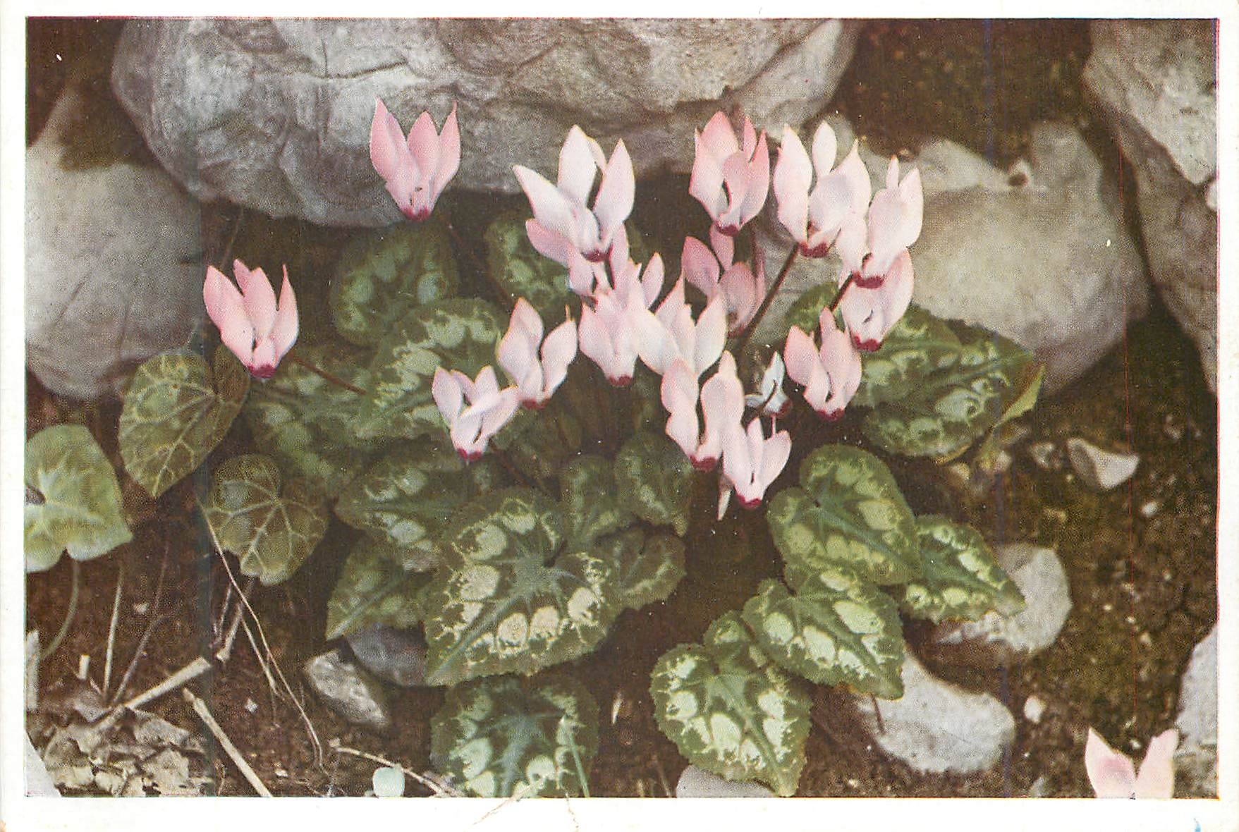 CPM Cyclamen Fleurs de Printemps