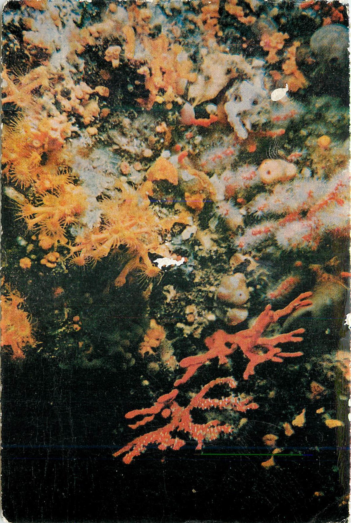 CPM Collection Merveilles Sous Marines 45 m de Profondeur Corail Precieux Empanache de ses Polypes Nourricieres