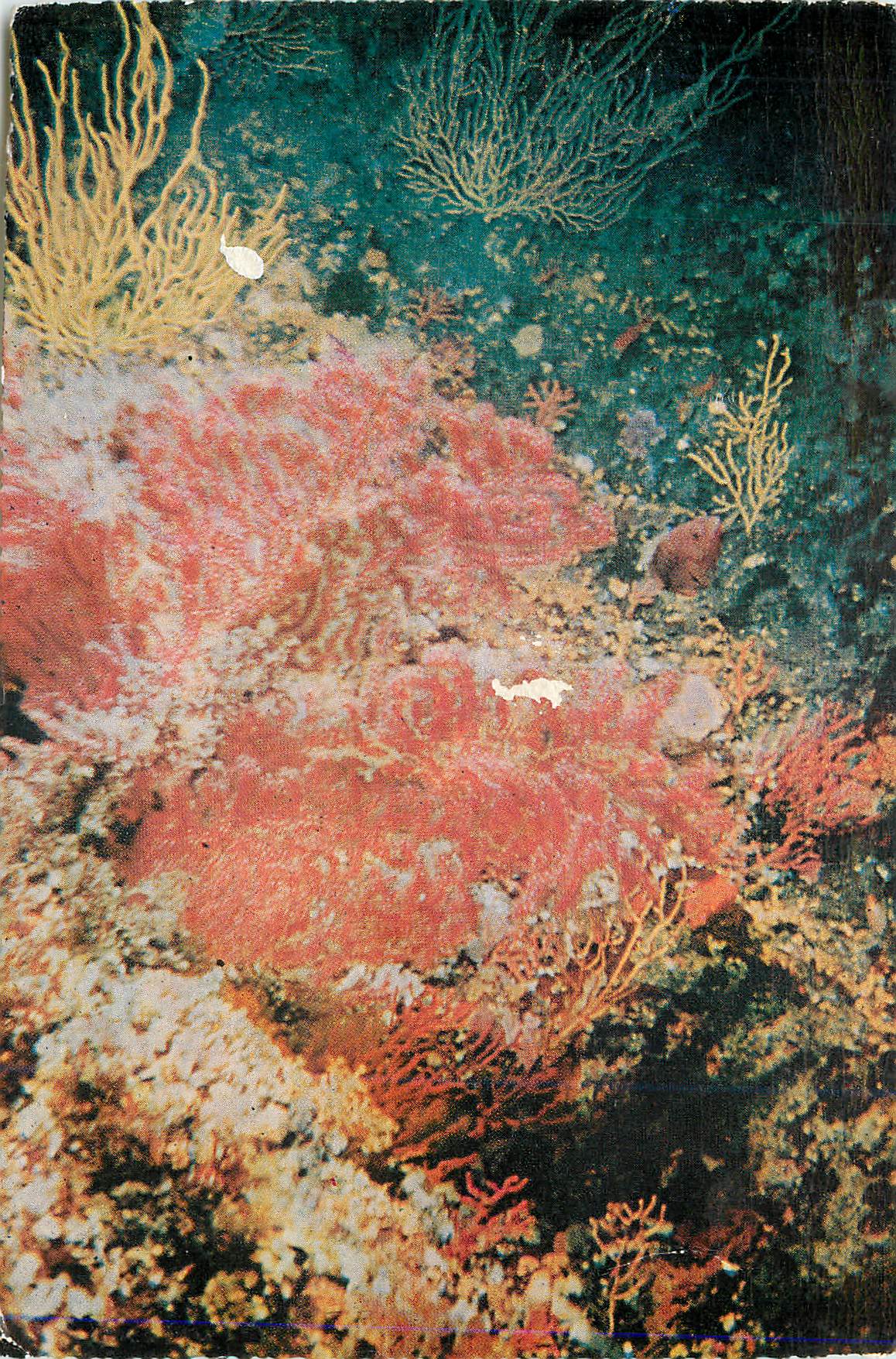 CPM Collection Merveilles Sous Marines 40 Metre de Profondeur (Gogones Rouges)