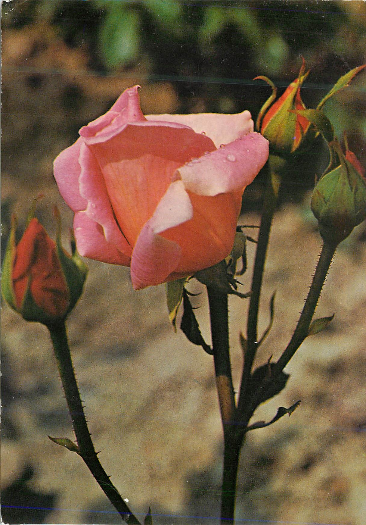 CPM Fleurs