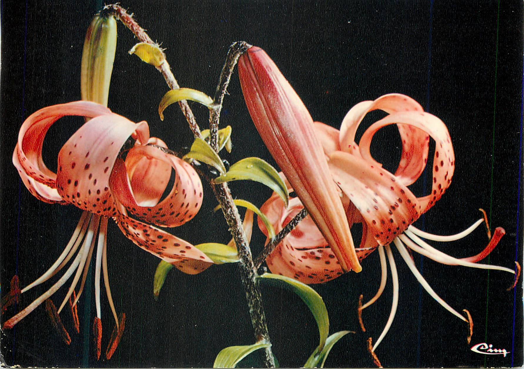 CPM Fleurs de Montagne Le Lis Martagon Fleurs