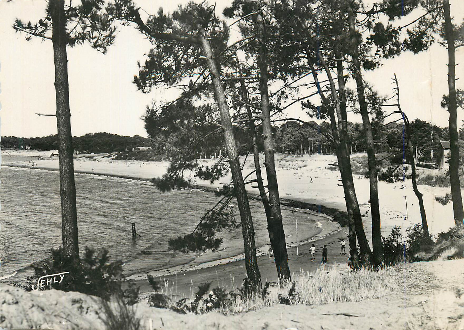 CPM Saint Brevin (Loire Inferieure) Paysage dans les Pins