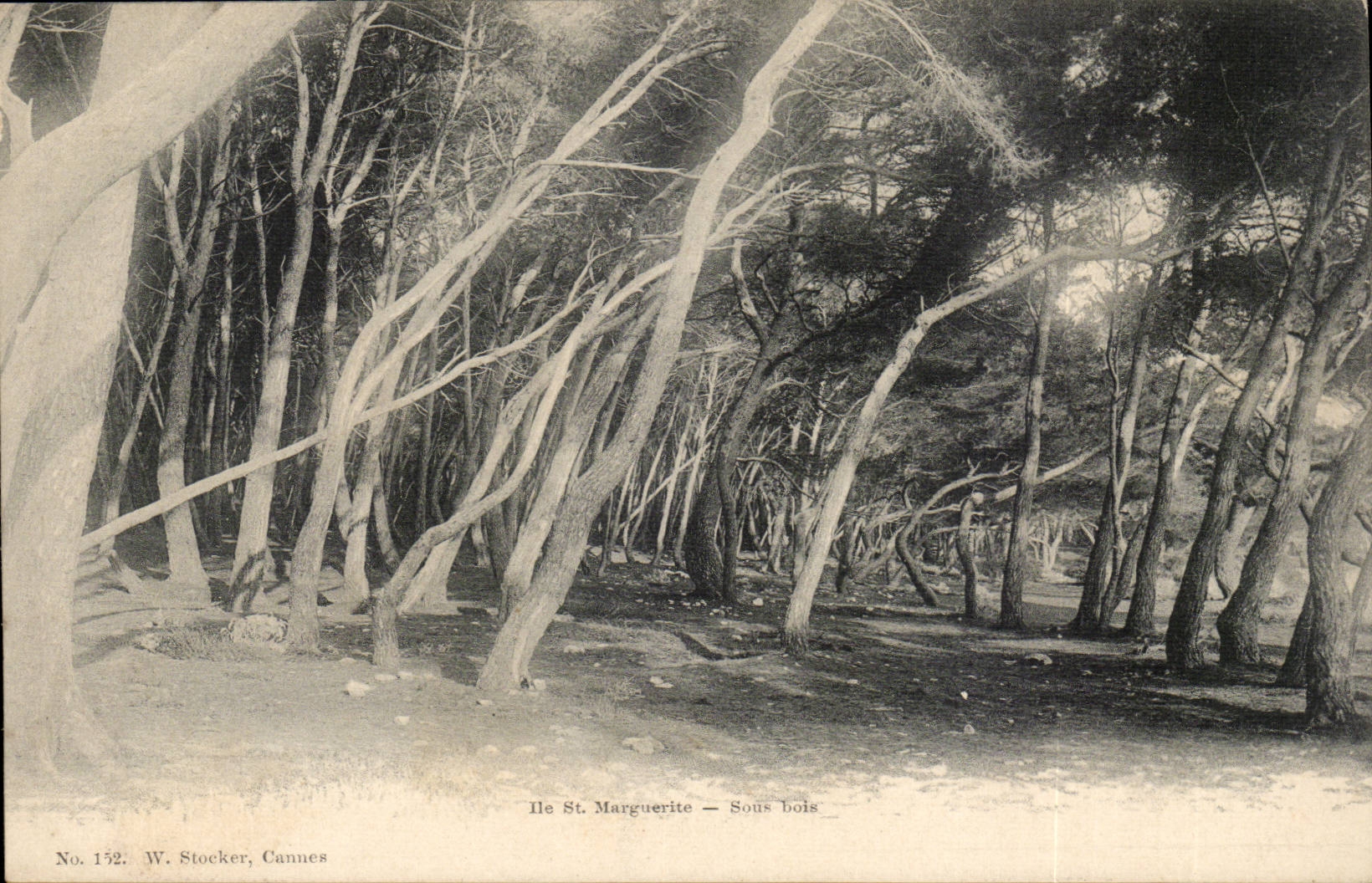 Var - Ile Stainte - Marguerite - sous bois - CPA 