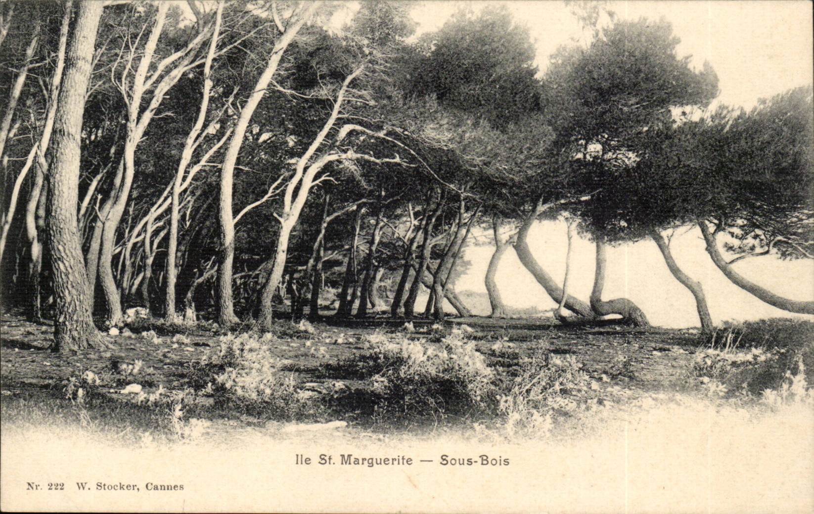 Var - Ile Sainte - Marguerite - Sous - bois - CPA 