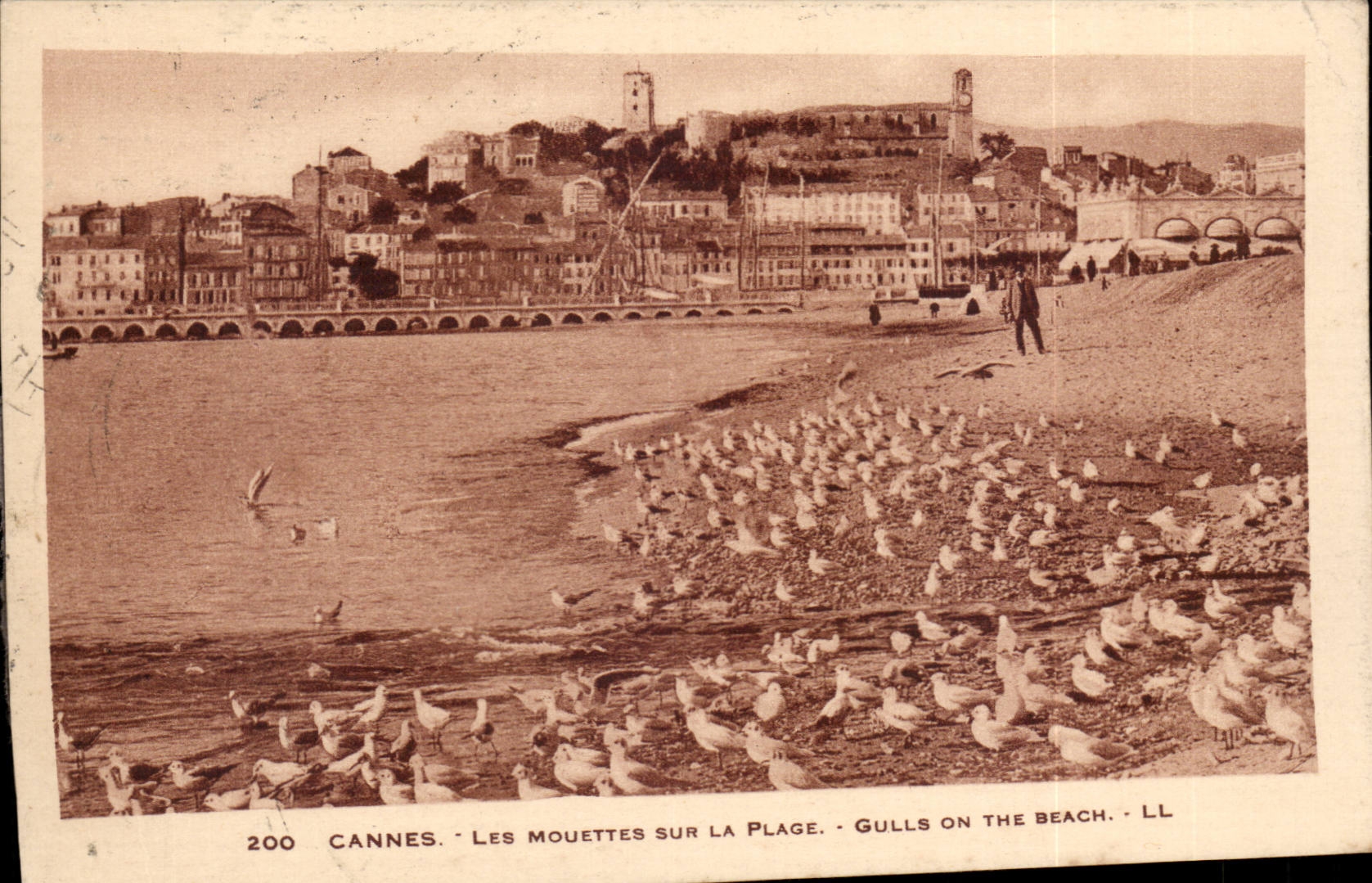 Cannes - Les Mouettes sur la Plage - Gulls on the Beach - CPA 