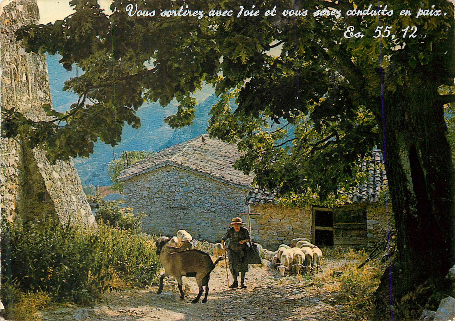 CPM Les belles couleurs d nos provinces 13 029 bergere et son troupeau Chevre Mouton