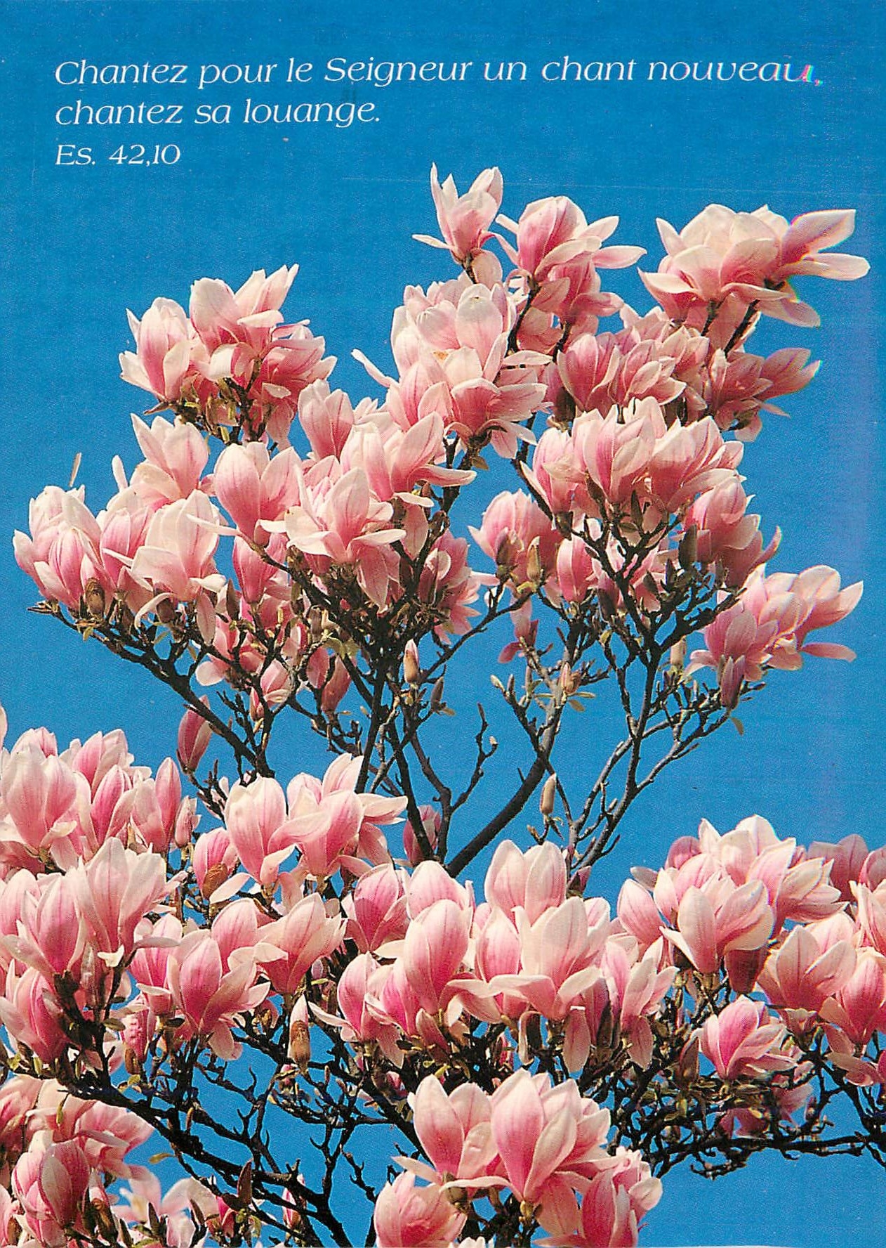 CPM Fleurs