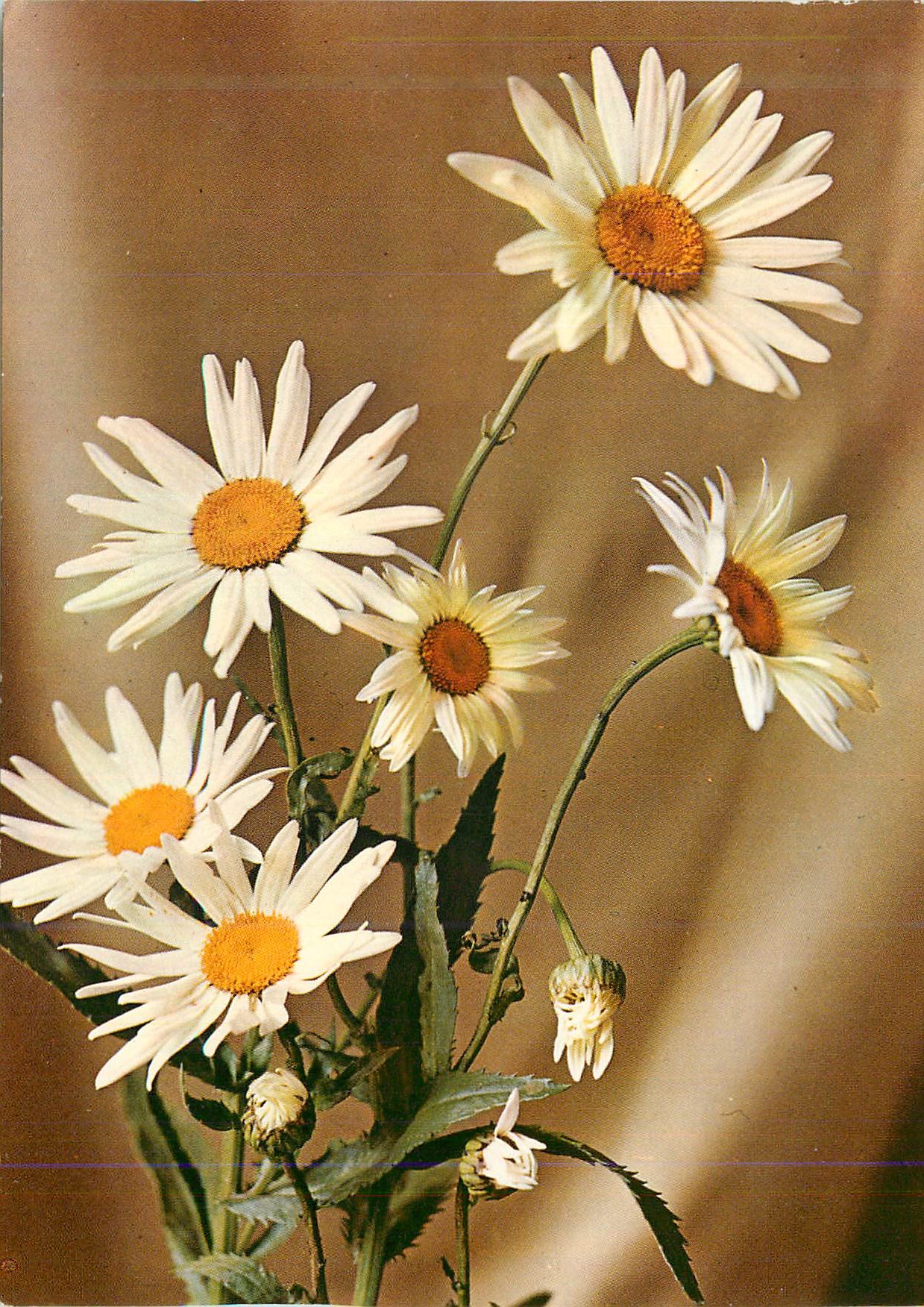 CPM Fleurs