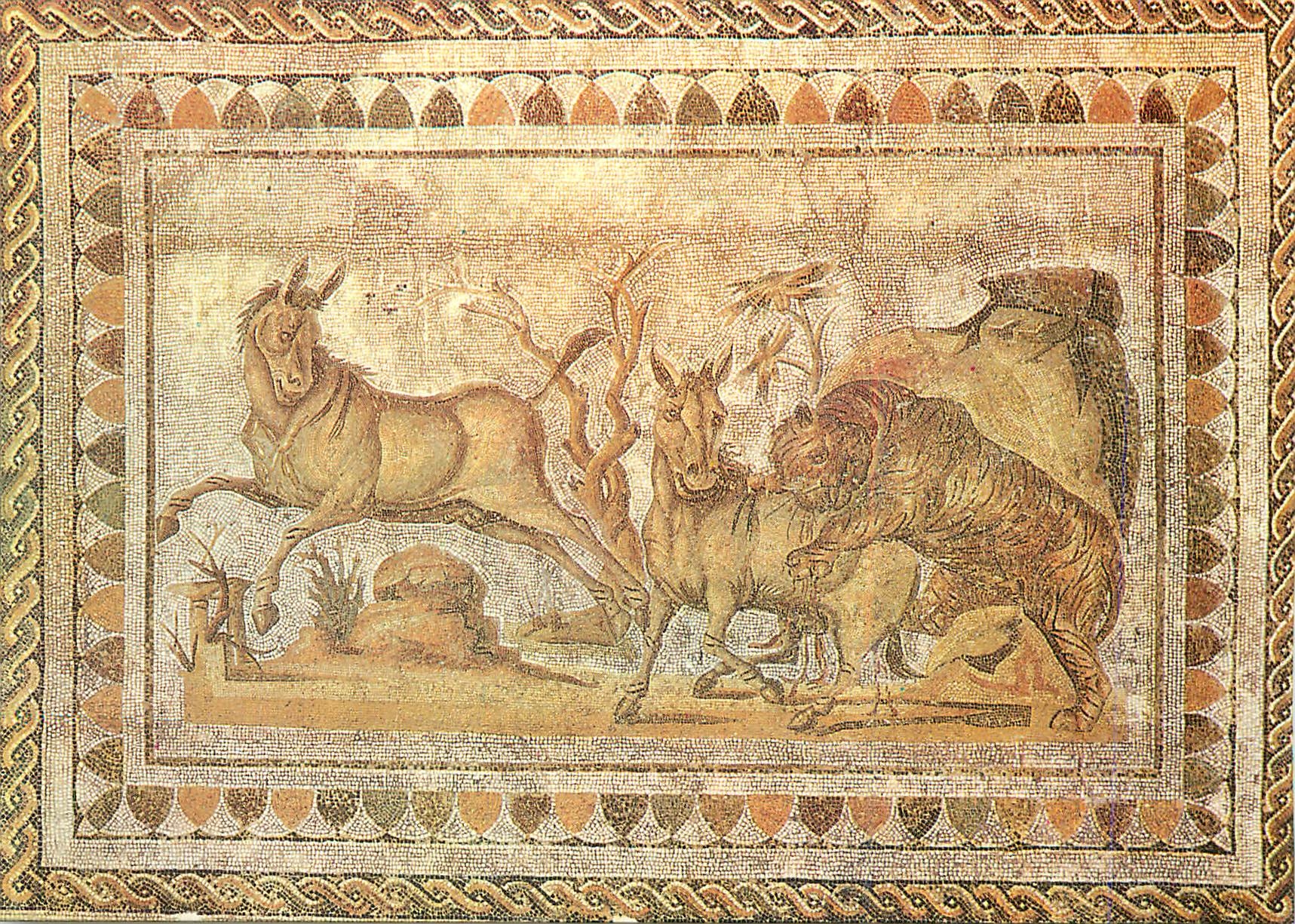 CPM Onagres assaillis par un tigre(musee d el jem)