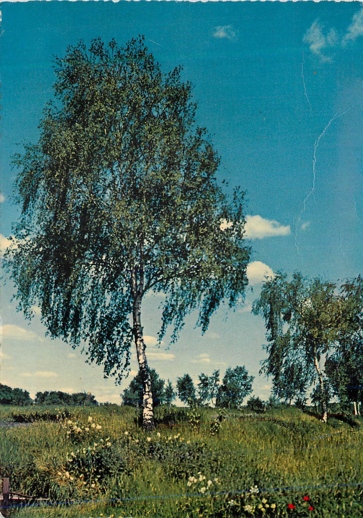 CPM Arbre