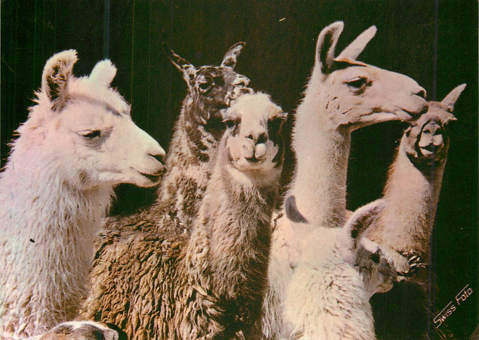 CPM Peru c 1414 lamas in the sierra