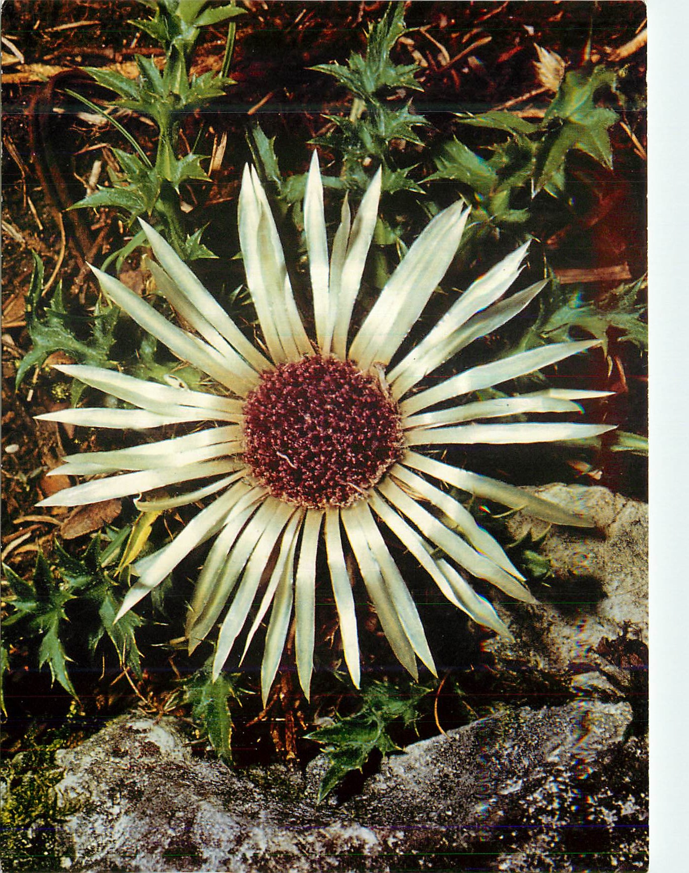 CPM Carlina acaulis l stengellose eberwurz(silberdistel) carline sans tige silver thistle
