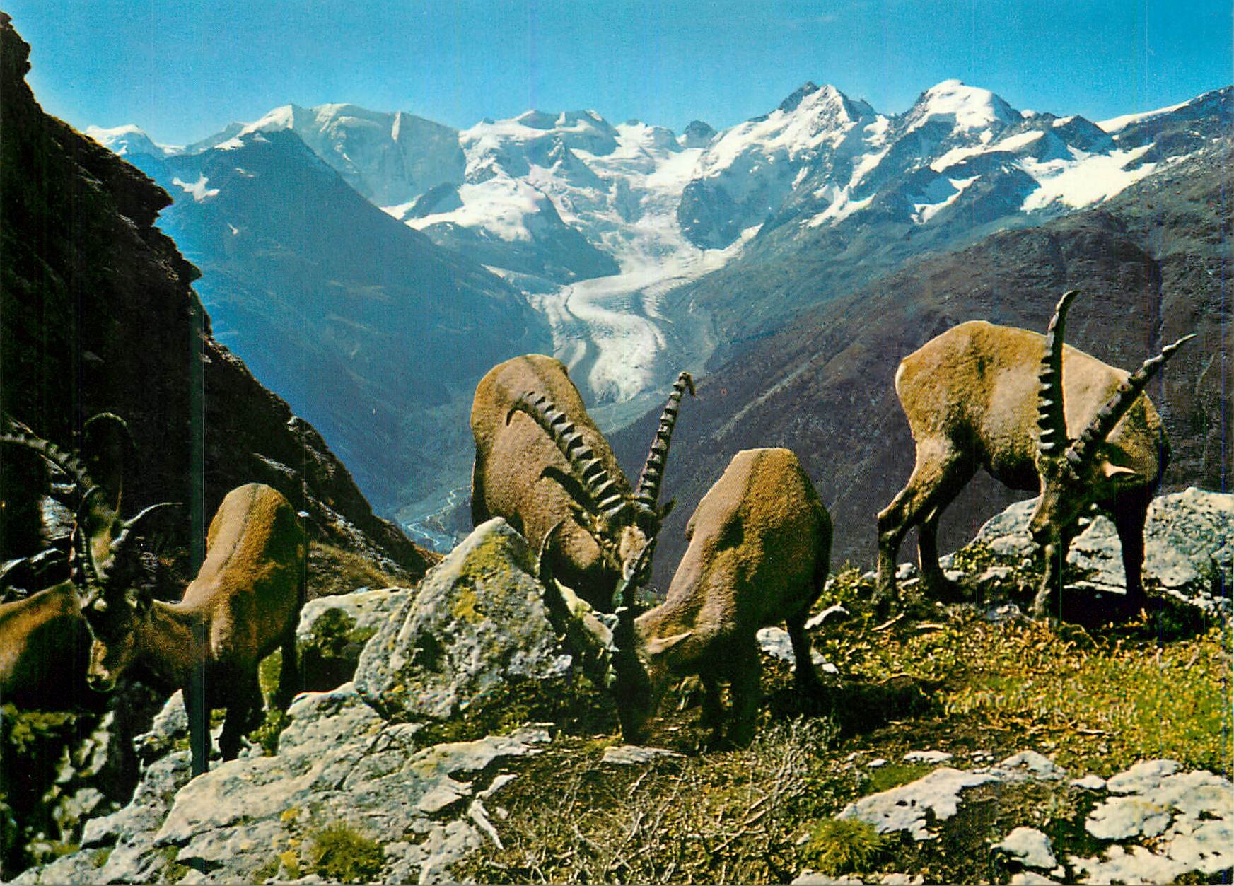 CPM Steinbocke auf piz albris blick auf die berninagruppe und morteratschgletscher