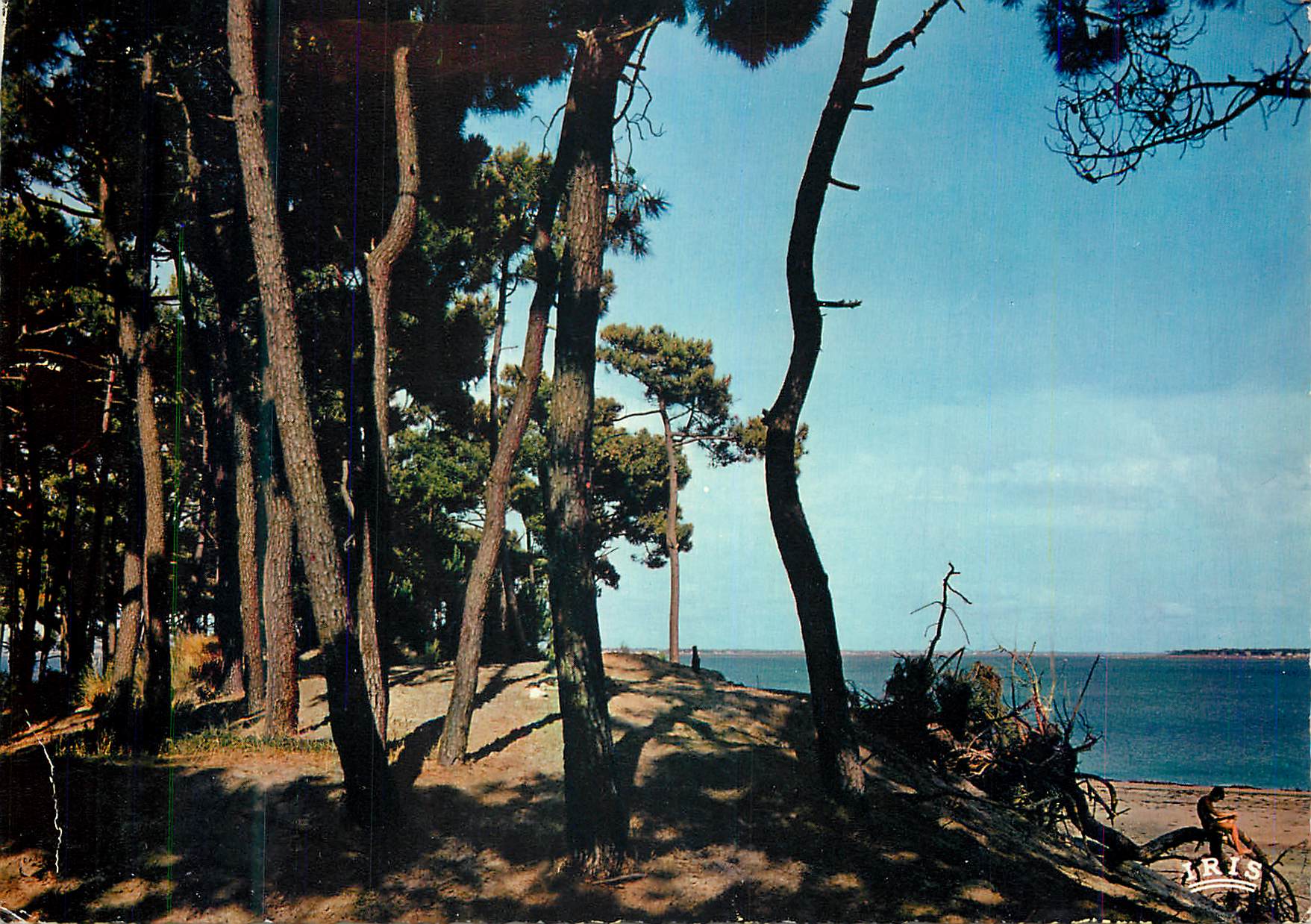 CPM Ile d oleron saint trojan 53 sous bois et ocean