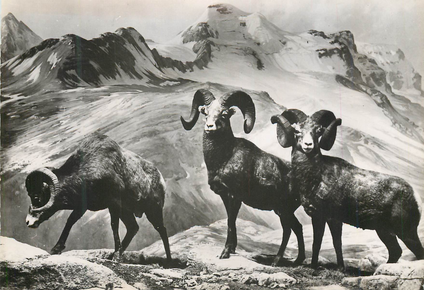 CPM Mouflon du canada ou big horne 121