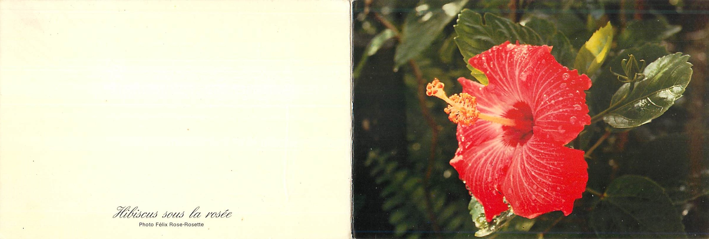 CPM Hibiscus sous la rosee