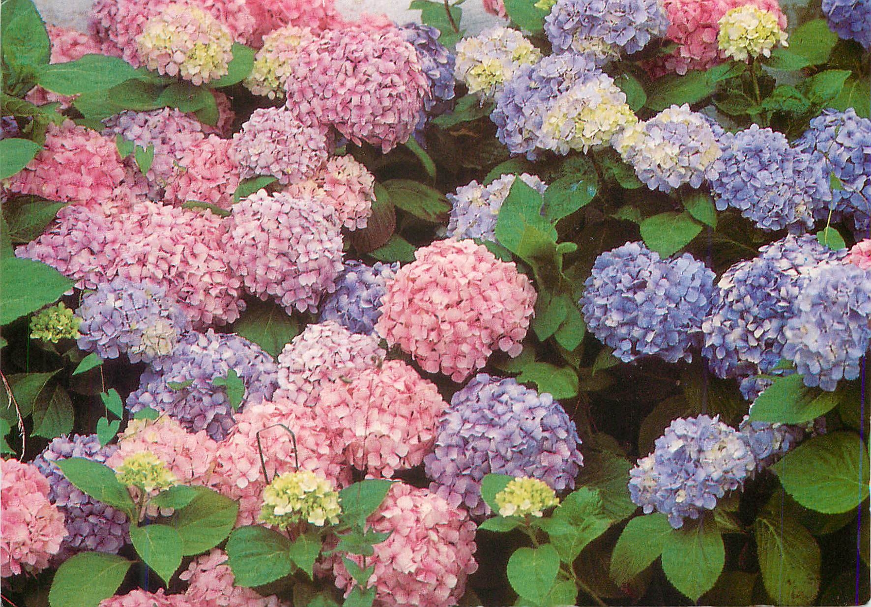 CPM Hortensias belle ile en mer