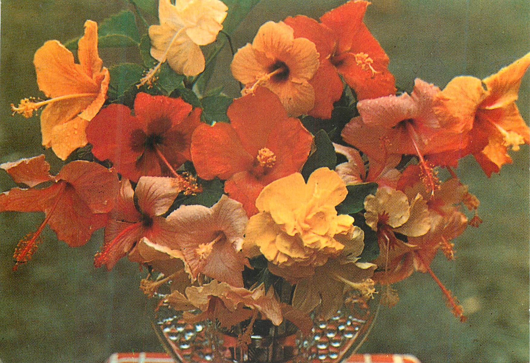 Martinique — L'île aux Fleurs : hibiscus variés — Éditions Félix ROSE-ROGETTE