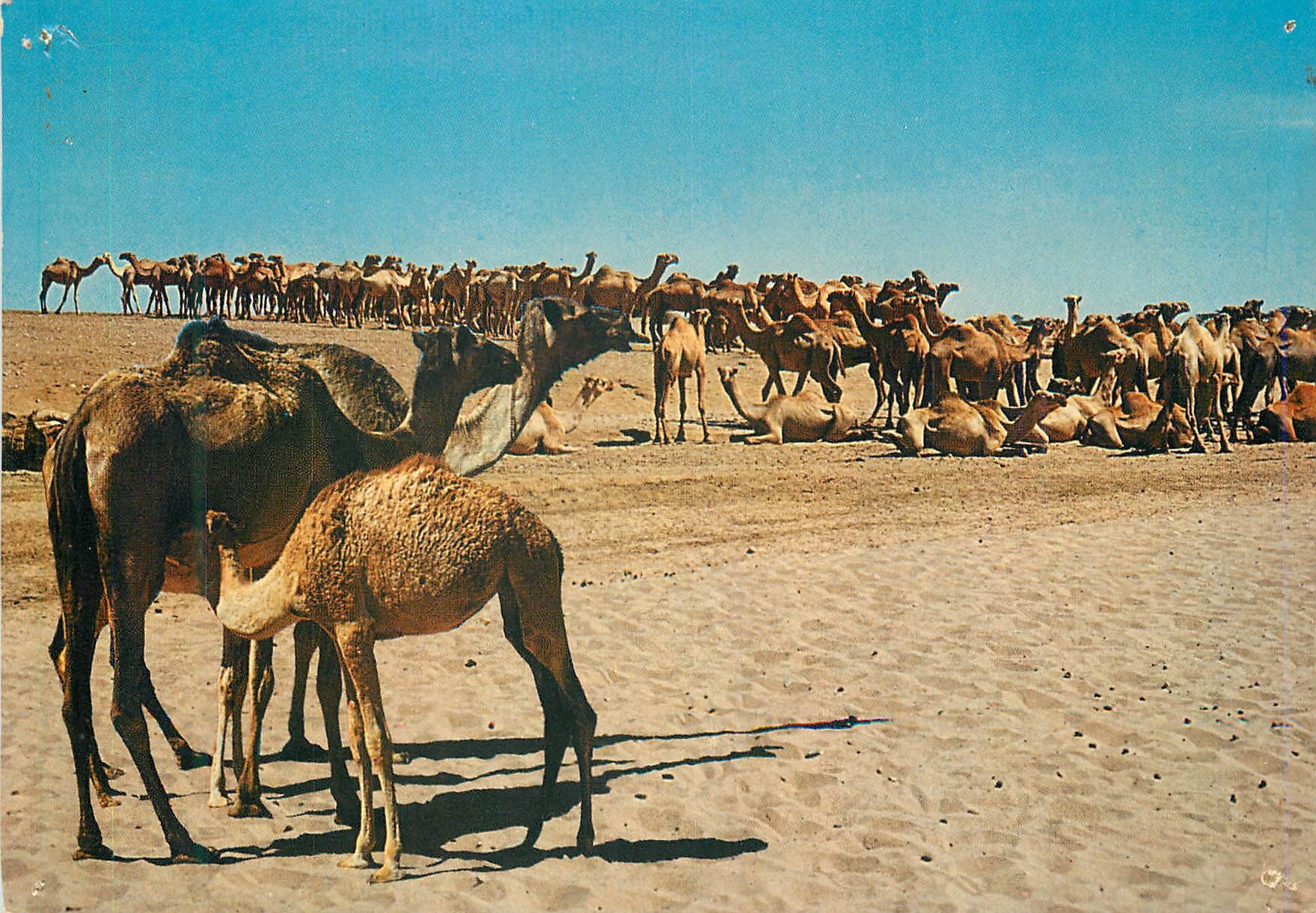CPM Geela soomaaliya (burco) comels at burao (somalia)