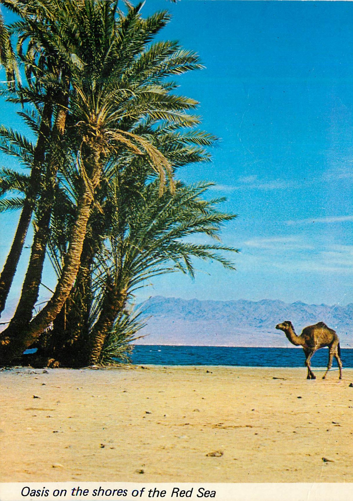 CPM Oasis on the shores of the red sea