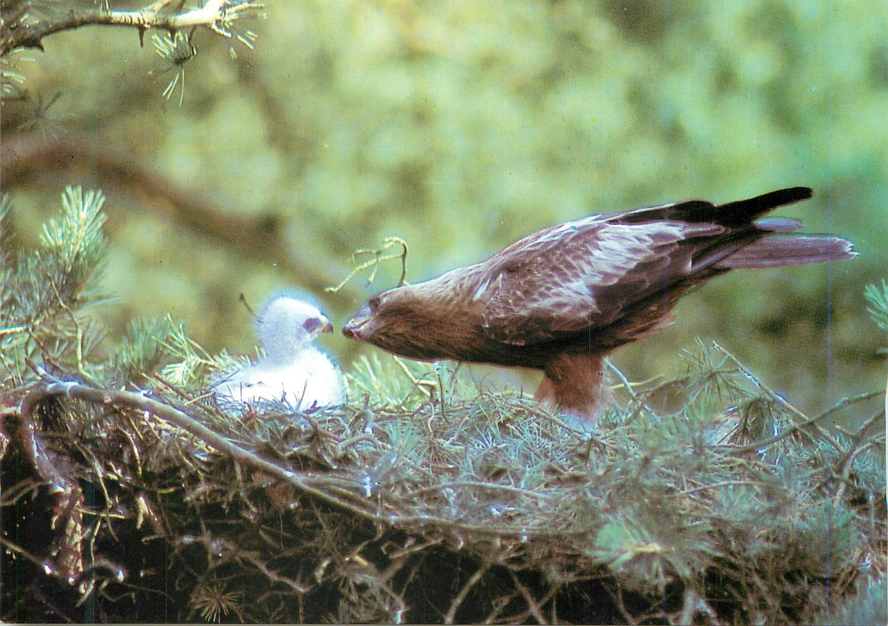CPM Aigle botte 100 a 200 couples de ce petit aigle forstier habitent encore en france